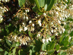 Arctostaphylos insularis