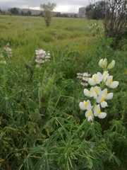 Lupinus mutabilis