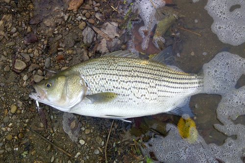 White × Striped Bass