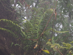Asplenium truncatum
