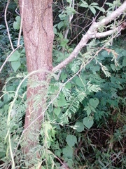 Leucaena diversifolia