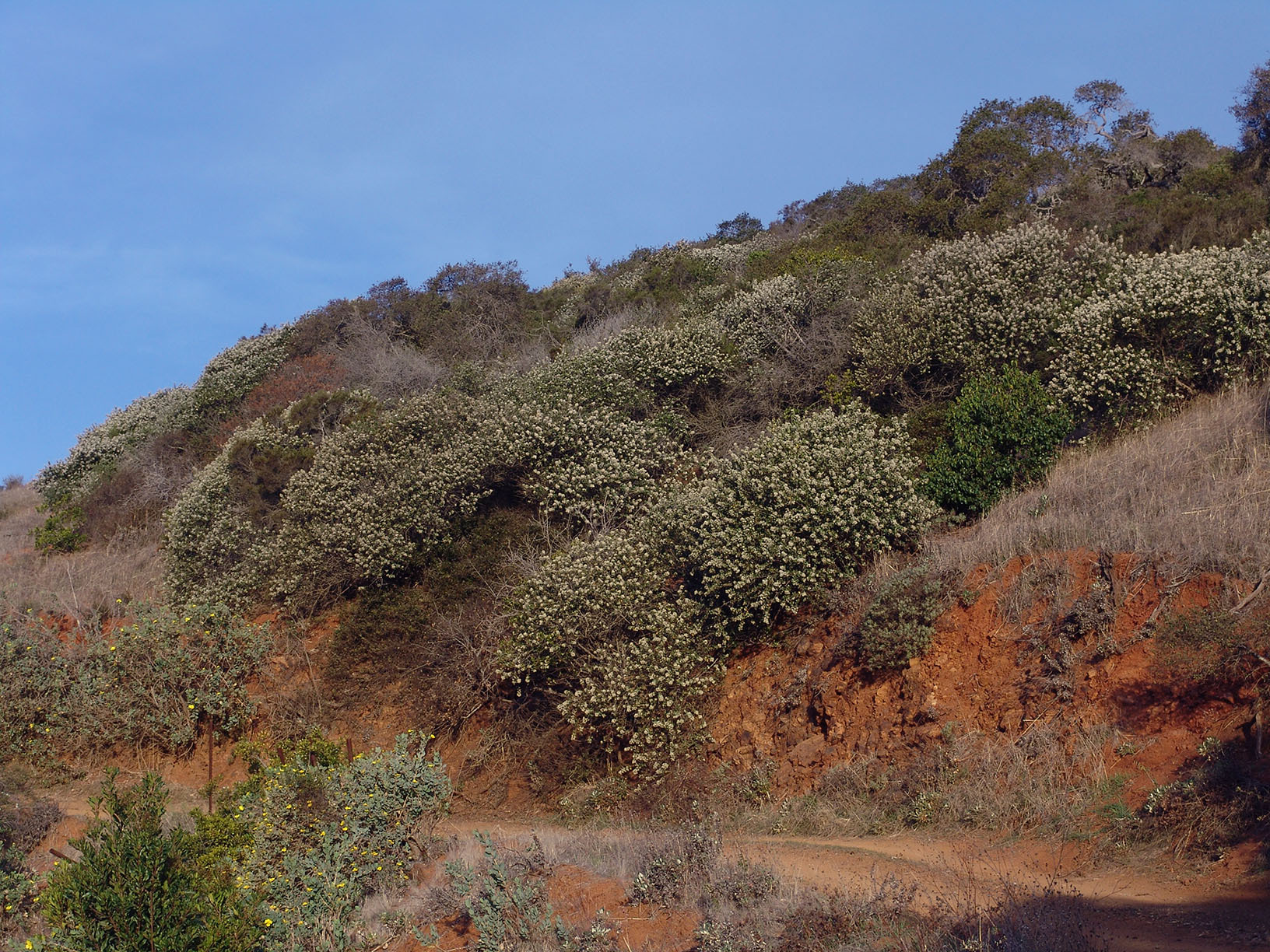 Ceanothus megacarpus var. insularis