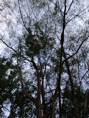 Leucaena diversifolia