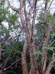 Leucaena diversifolia