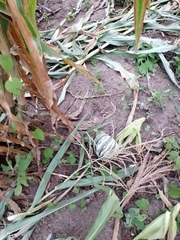 Cucurbita argyrosperma