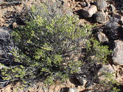 Pteronia empetrifolia