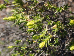 Pteronia empetrifolia