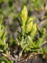 Pteronia empetrifolia