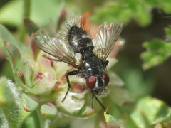 Tryphera lugubris