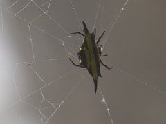 Gasteracantha transversa