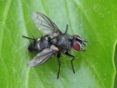 Tryphera lugubris