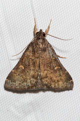 Hypenula cacuminalis