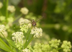 Allograpta piurana