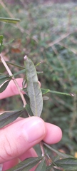 Buddleja alternifolia