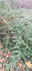Buddleja alternifolia