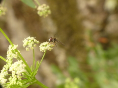Allograpta piurana