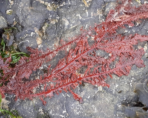 Ptilota gunneri observed 2020-10-16