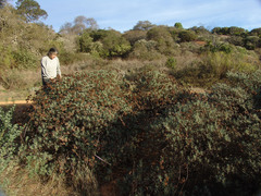 Eriogonum arborescens