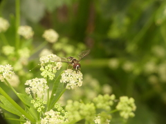Allograpta piurana