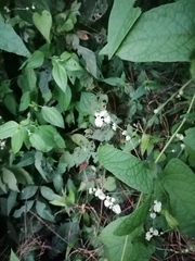 Antigonon flavescens