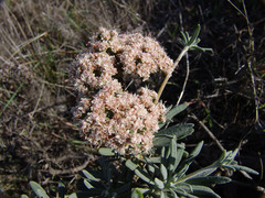 Eriogonum arborescens