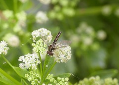 Allograpta piurana