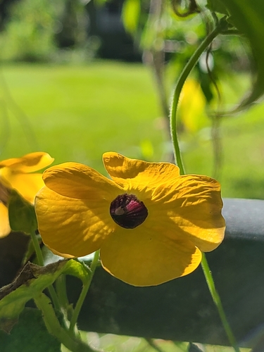 Thunbergia alata image