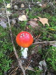 Amanita muscaria