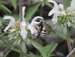 Triepeolus grandis
