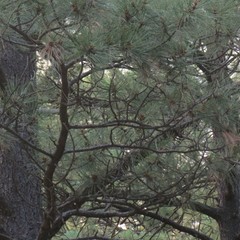 Pinus leiophylla