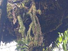 Phlegmariurus pinifolius