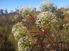 Paepalanthus chiquitensis