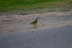 Machetornis rixosa