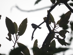 Ficedula westermanni