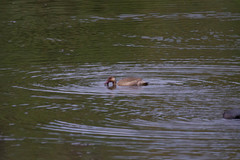 Amazonetta brasiliensis