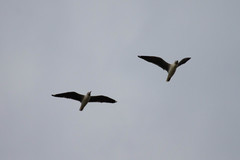 Chroicocephalus cirrocephalus