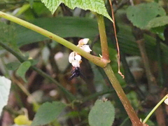 Bombus rufipes