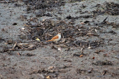 Certhiaxis cinnamomeus