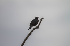 Chrysomus ruficapillus