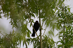 Chrysomus ruficapillus