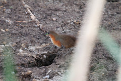 Laterallus melanophaius