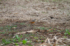 Turdus rufiventris