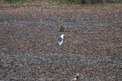 Nycticorax nycticorax