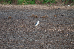 Nycticorax nycticorax