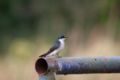 Tachycineta leucorrhoa