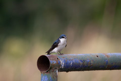 Tachycineta leucorrhoa