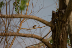 Zonotrichia capensis