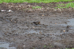 Chrysomus ruficapillus