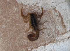 Centruroides baldazoi