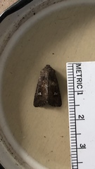 Tricholita fistula